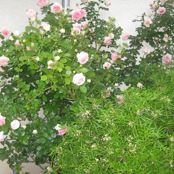 Monnier Paysagiste 12
